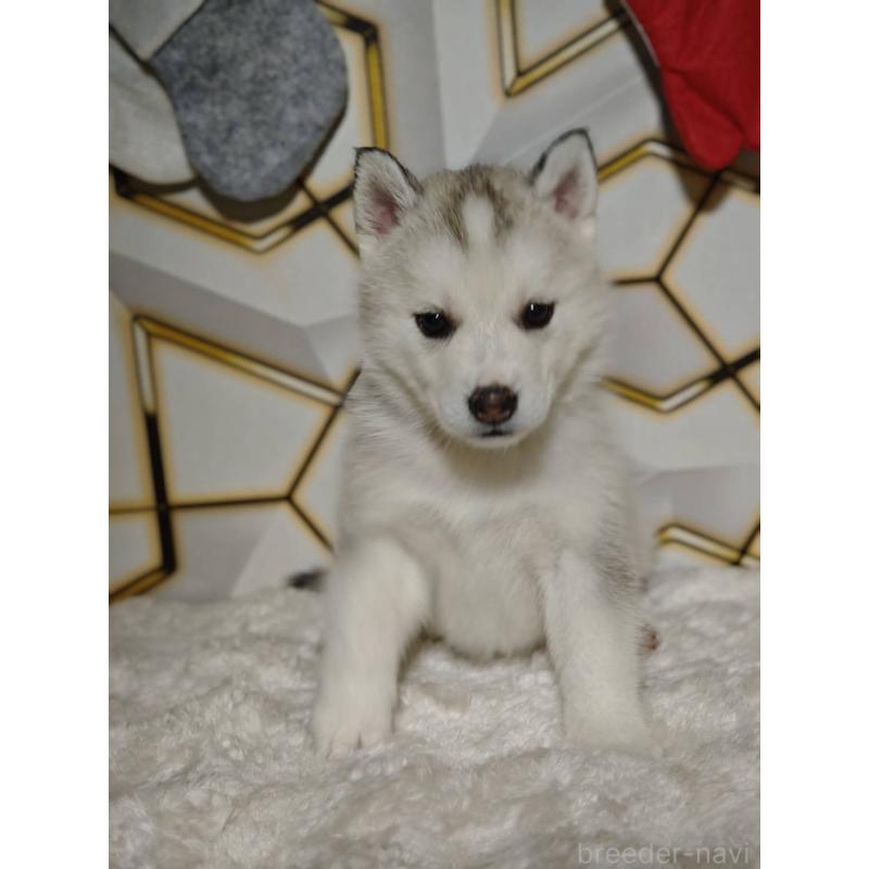 販売中の静岡県のシベリアンハスキー-454169の3枚目