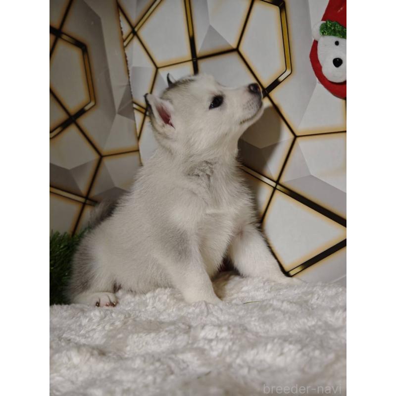 販売中の静岡県のシベリアンハスキー-454169の2枚目