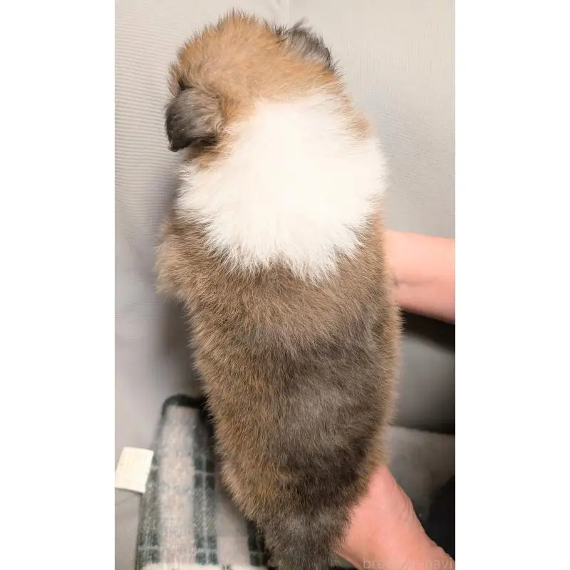 販売中の北海道のシェットランドシープドッグ(シェルティ)-455664の2枚目