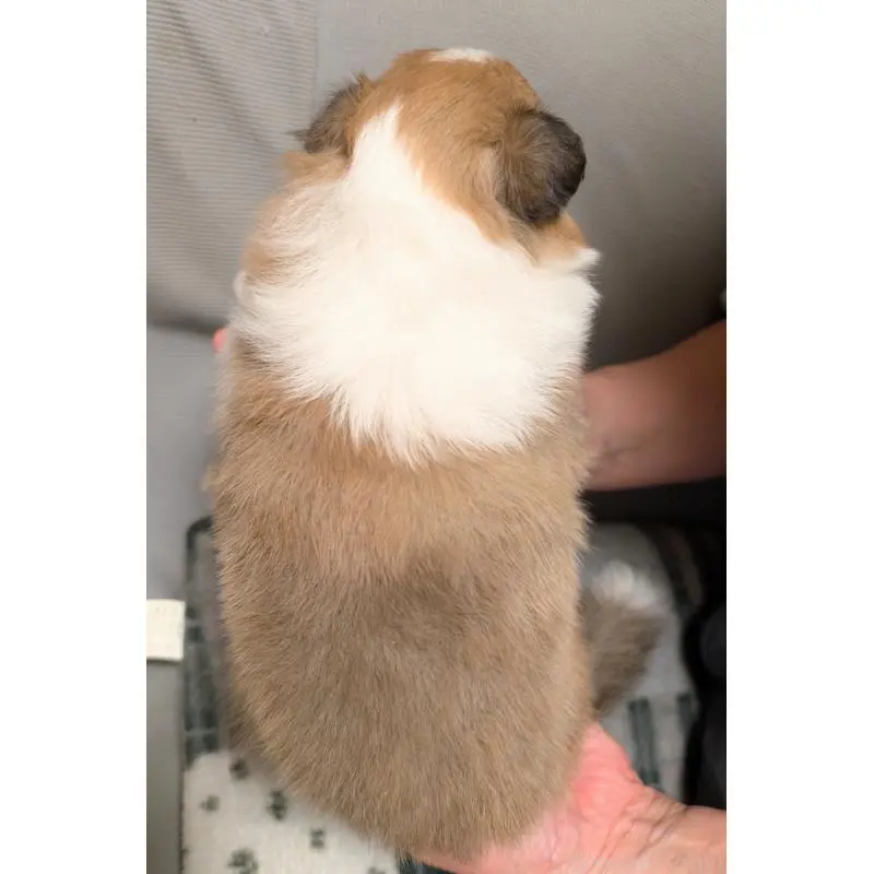 販売中の北海道のシェットランドシープドッグ(シェルティ)-455663の2枚目