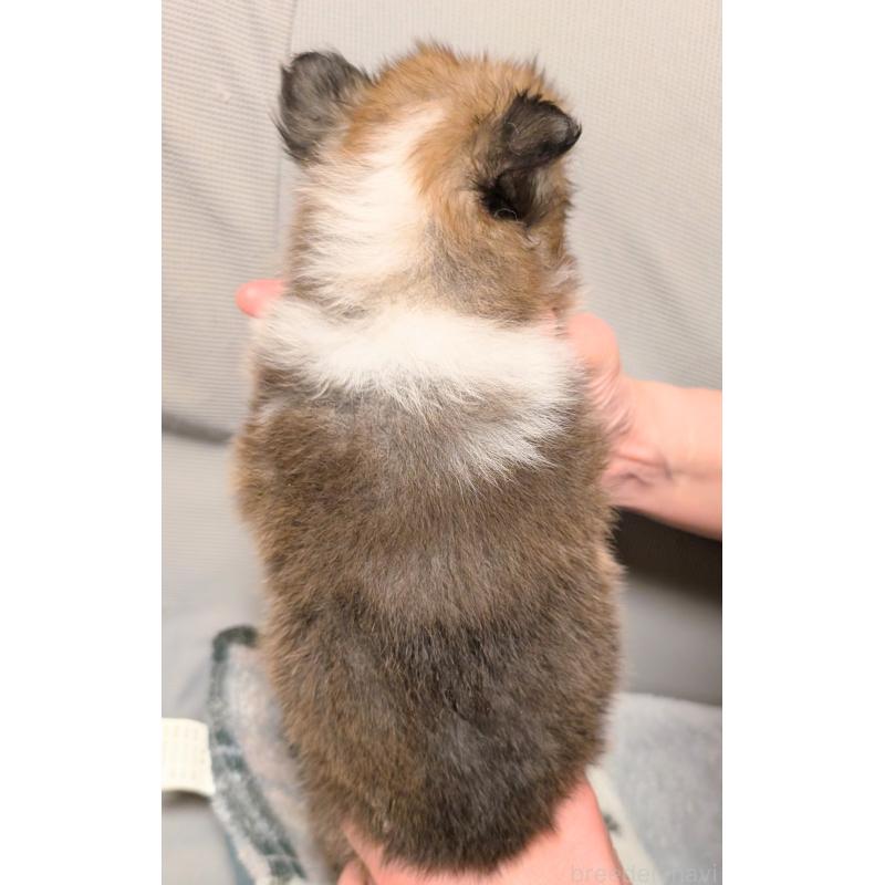 販売中の北海道のシェットランドシープドッグ(シェルティ)-455665の2枚目