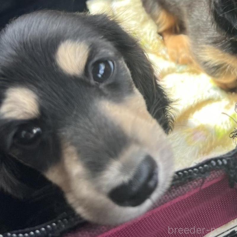 販売中の埼玉県のミニチュアダックスフンド(ロングヘアード)-455667