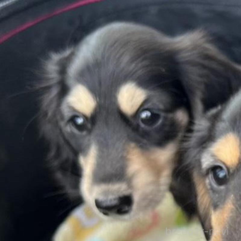 販売中の埼玉県のミニチュアダックスフンド(ロングヘアード)-455667の3枚目