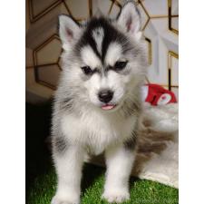 ♀︎シベリアンハスキー