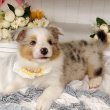 ♀︎ボーダーコリー