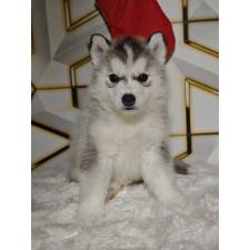 ♀︎シベリアンハスキー