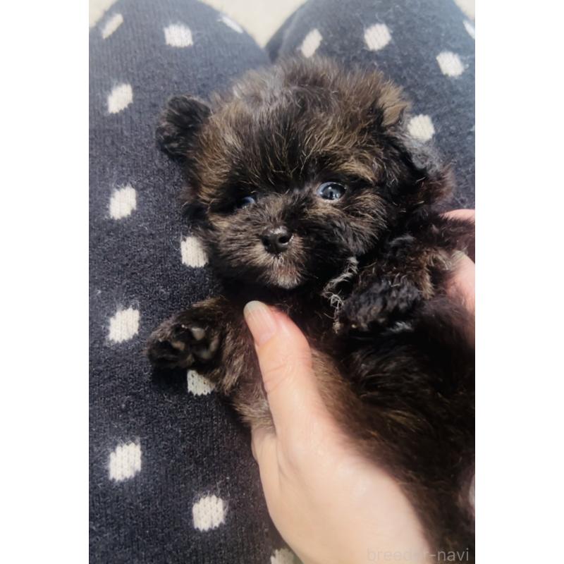 販売中の福岡県のミックス犬-455666の7枚目