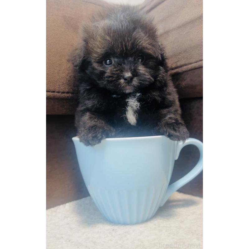 販売中の福岡県のミックス犬-455666の6枚目