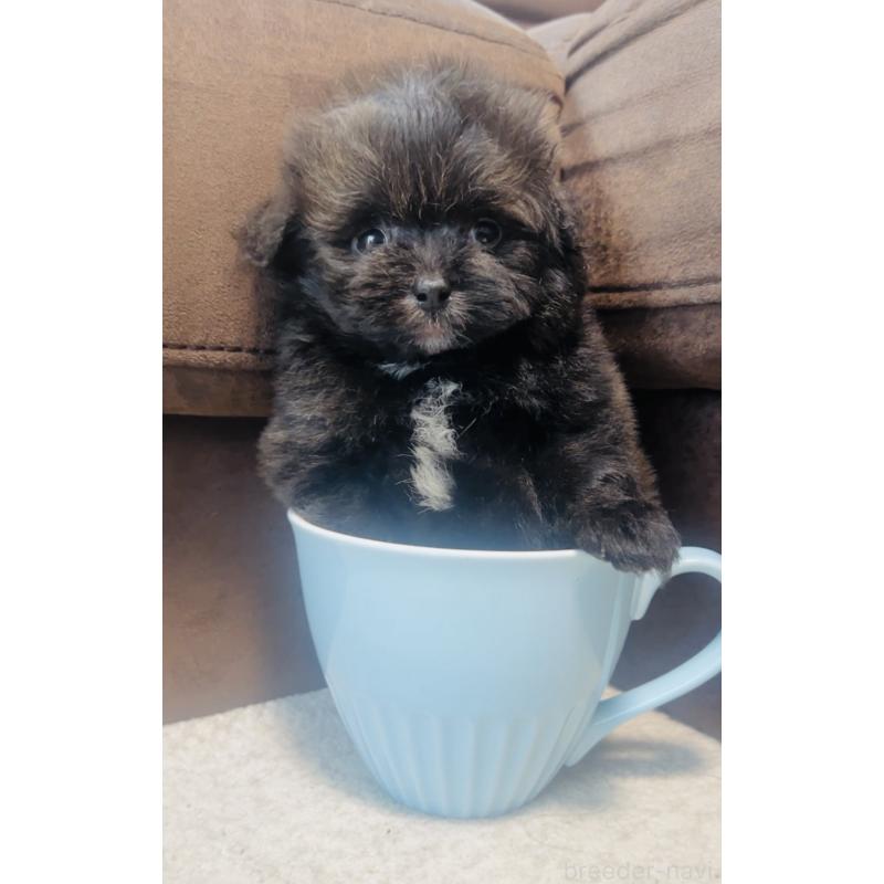 販売中の福岡県のミックス犬-455666の5枚目