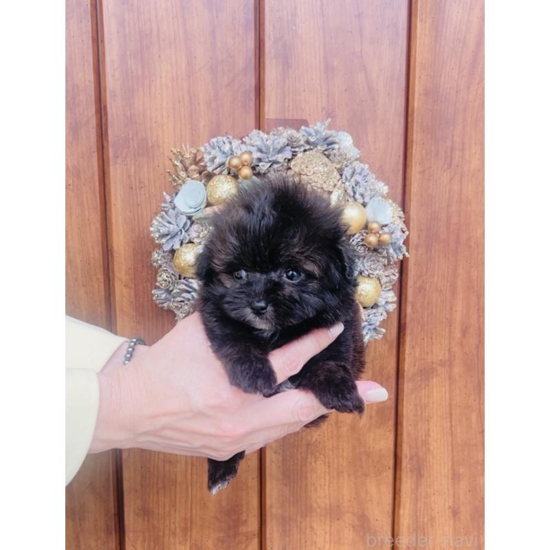 販売中の福岡県のミックス犬-455666の4枚目