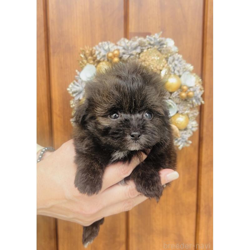 販売中の福岡県のミックス犬-455666の3枚目