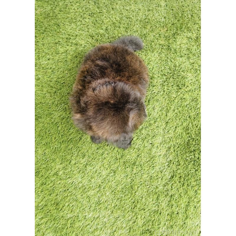 販売中の福岡県のミックス犬-455666の2枚目