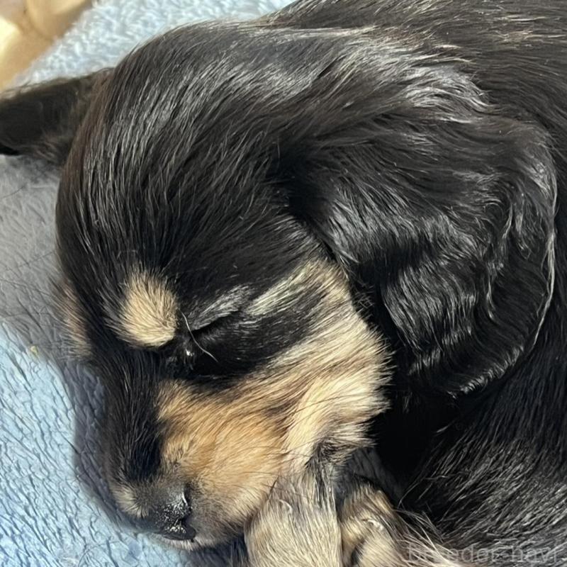 販売中の埼玉県のミニチュアダックスフンド(ロングヘアード)-455667の2枚目