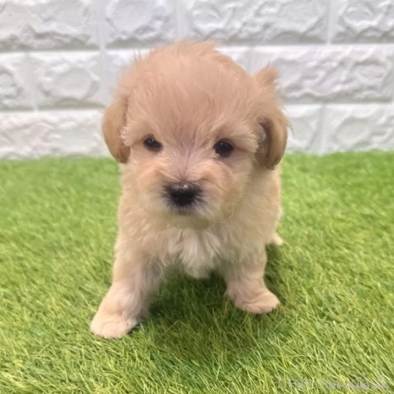 販売中の愛知県のマルプー:マルチーズ×トイプードル-455668