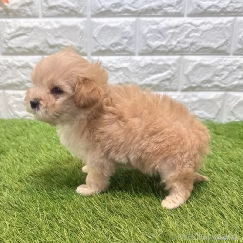 販売中の愛知県のマルプー:マルチーズ×トイプードル-455668の6枚目