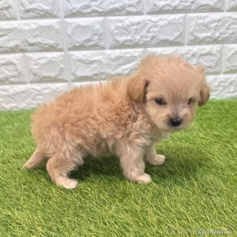 販売中の愛知県のマルプー:マルチーズ×トイプードル-455668の5枚目