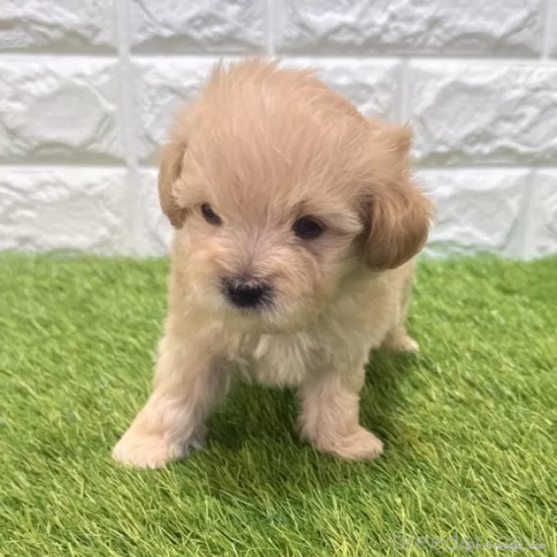販売中の愛知県のマルプー:マルチーズ×トイプードル-455668の4枚目