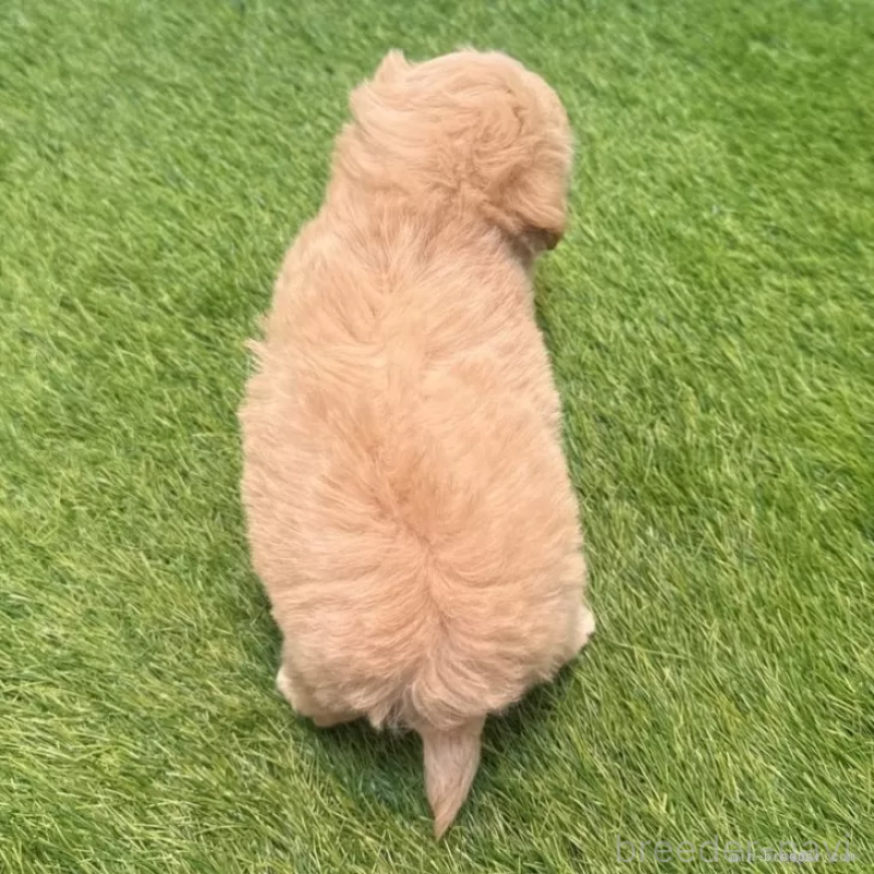 販売中の愛知県のマルプー:マルチーズ×トイプードル-455668の3枚目