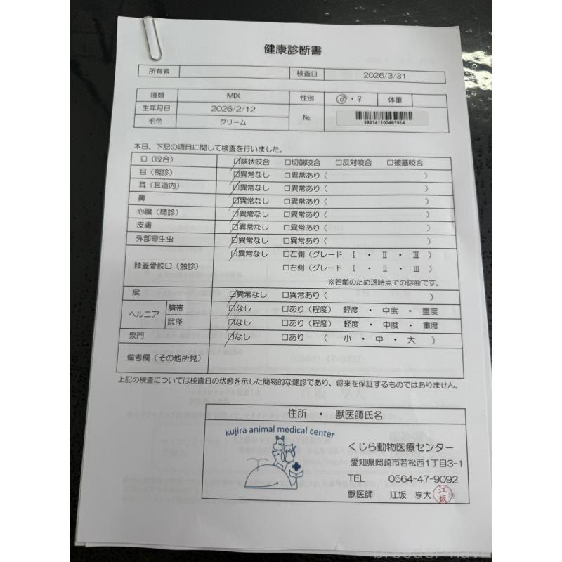 販売中の愛知県のマルプー:マルチーズ×トイプードル-455668の2枚目