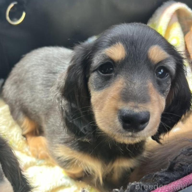 販売中の埼玉県のミニチュアダックスフンド(ロングヘアード)-455669