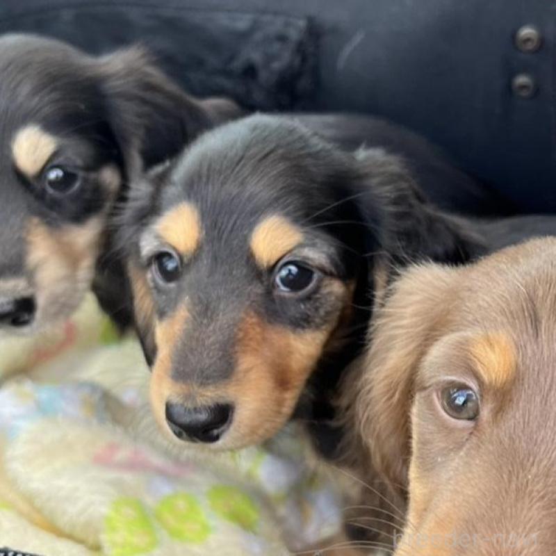 販売中の埼玉県のミニチュアダックスフンド(ロングヘアード)-455669の3枚目