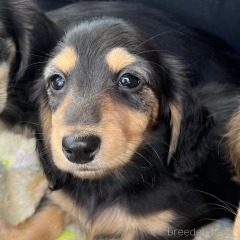 販売中の埼玉県のミニチュアダックスフンド(ロングヘアード)-455669の2枚目