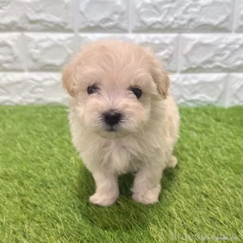 販売中の愛知県のマルプー:マルチーズ×トイプードル-454624