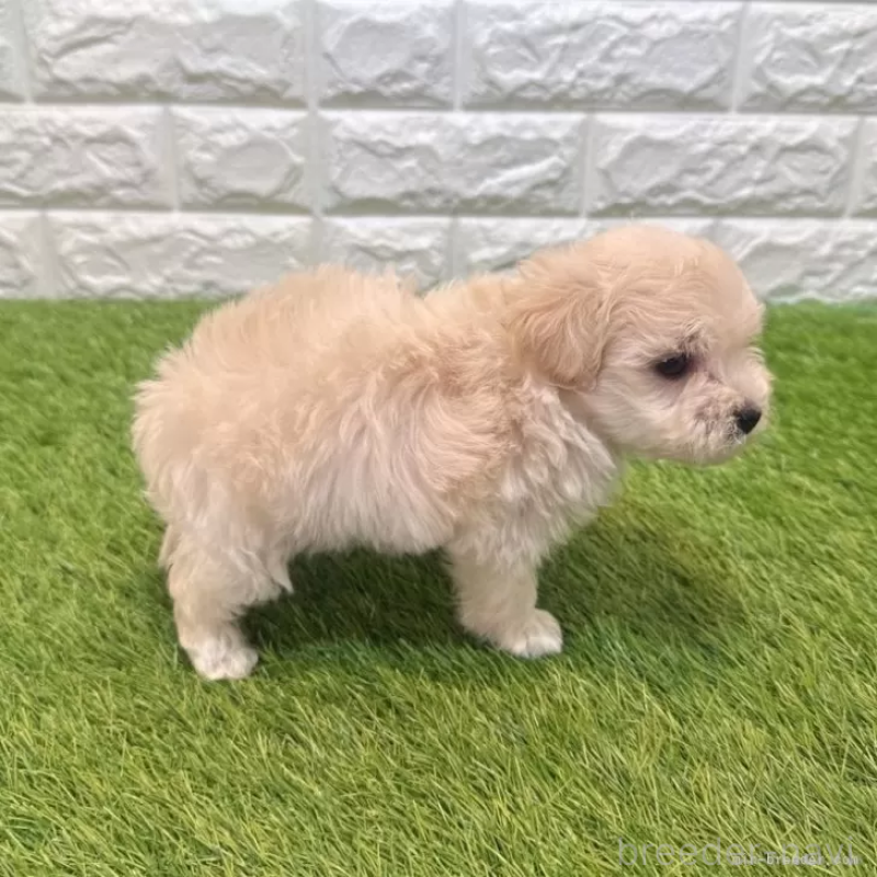 販売中の愛知県のマルプー:マルチーズ×トイプードル-454624の5枚目