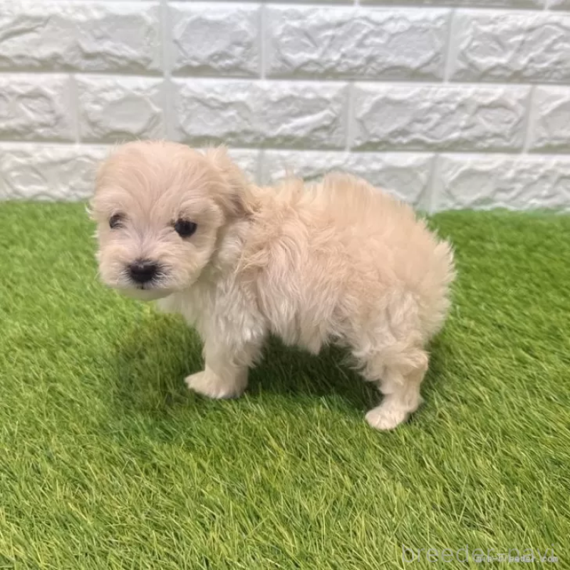 販売中の愛知県のマルプー:マルチーズ×トイプードル-454624の4枚目