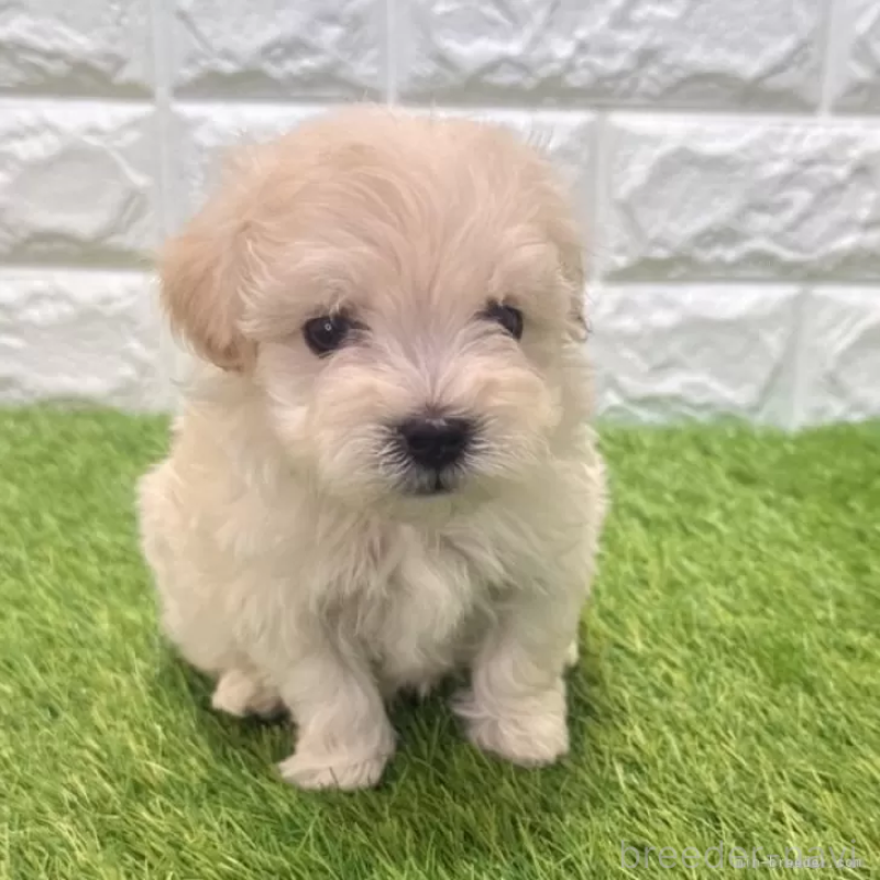 販売中の愛知県のマルプー:マルチーズ×トイプードル-454624の3枚目