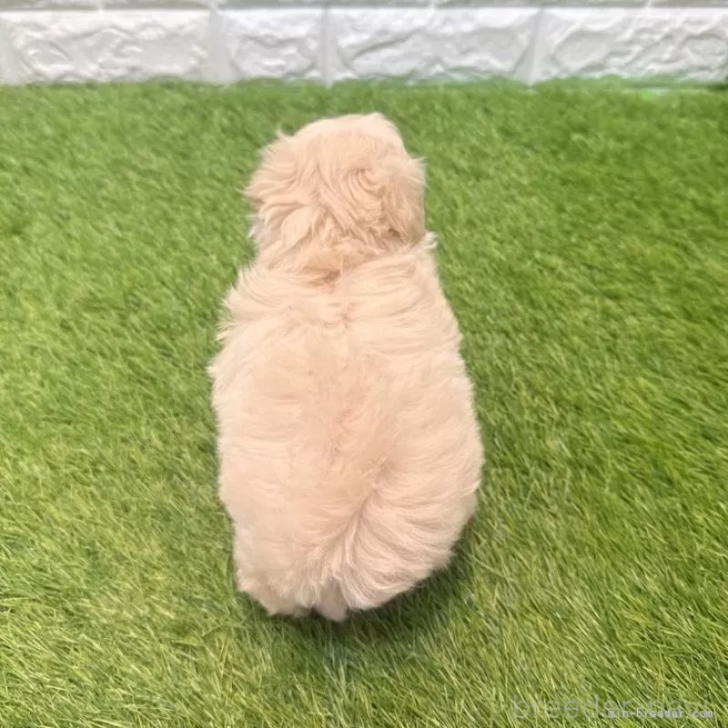 販売中の愛知県のマルプー:マルチーズ×トイプードル-454624の2枚目