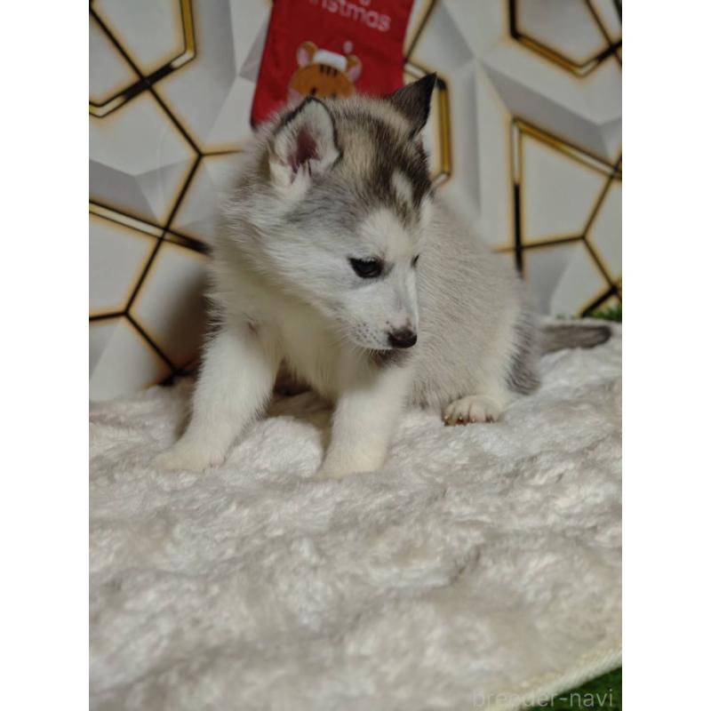 販売中の静岡県のシベリアンハスキー-454184の8枚目