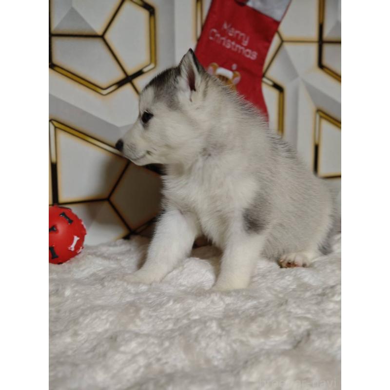 販売中の静岡県のシベリアンハスキー-454184の7枚目