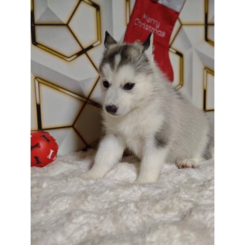 販売中の静岡県のシベリアンハスキー-454184の6枚目