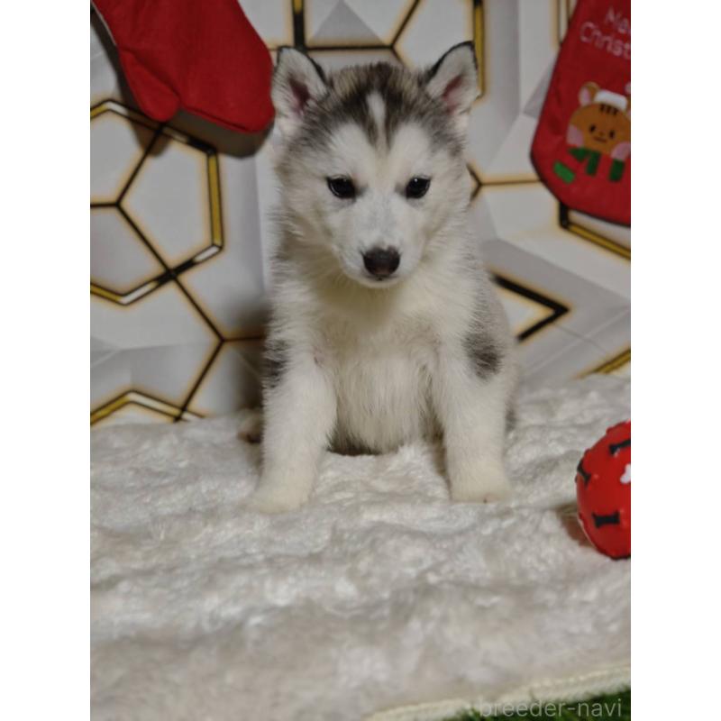 販売中の静岡県のシベリアンハスキー-454184の5枚目