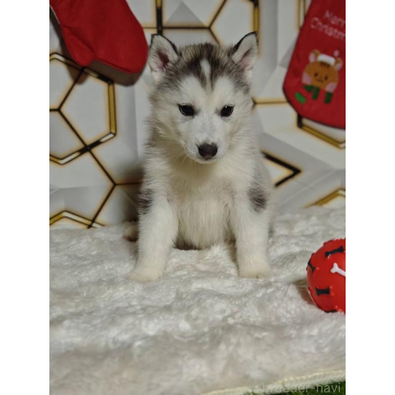 販売中の静岡県のシベリアンハスキー-454184の4枚目