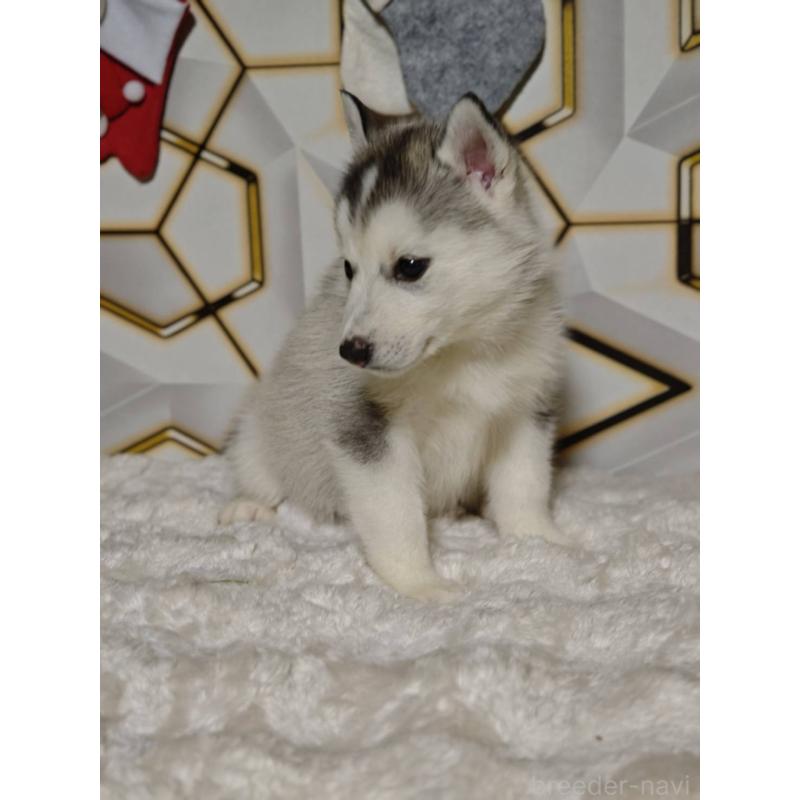 販売中の静岡県のシベリアンハスキー-454184の3枚目