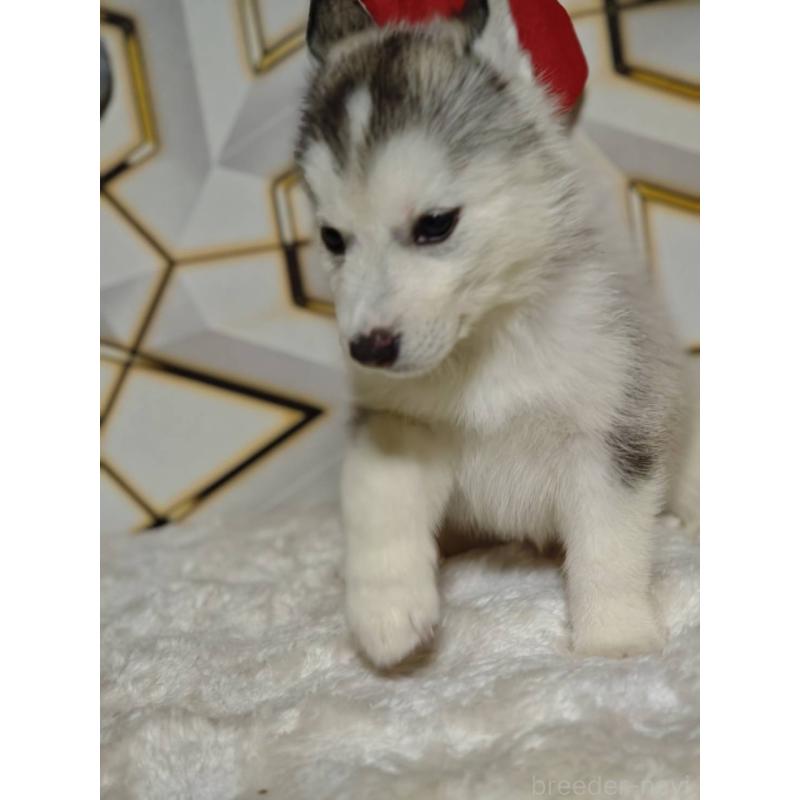 販売中の静岡県のシベリアンハスキー-454184の2枚目