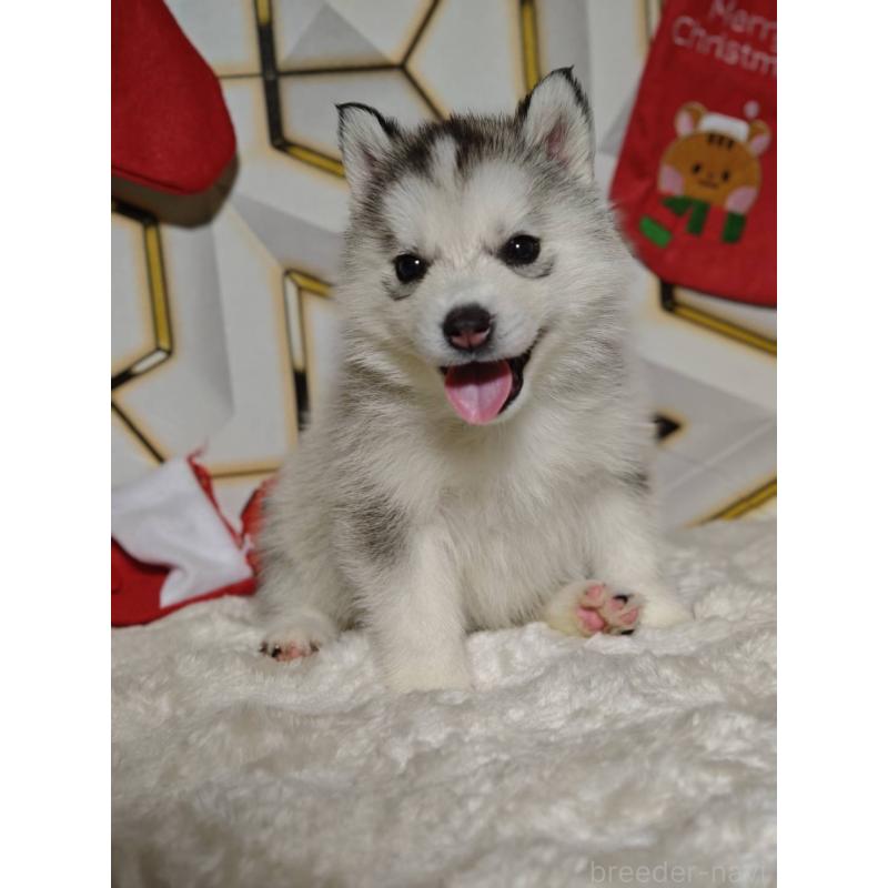 販売中の静岡県のシベリアンハスキー-454164