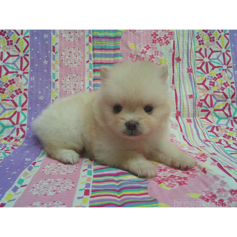 販売中の茨城県のポメラニアン-455671