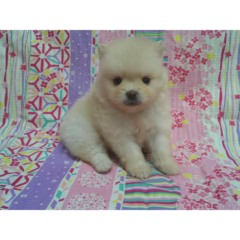 販売中の茨城県のポメラニアン-455671の2枚目