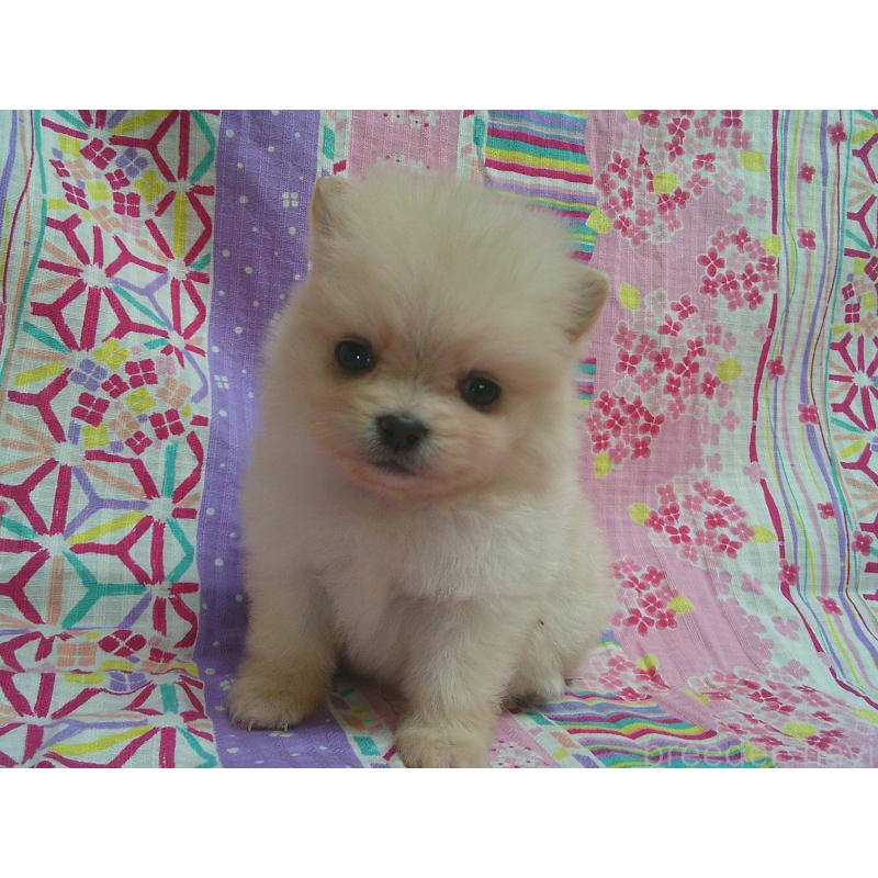販売中の茨城県のポメラニアン-455672