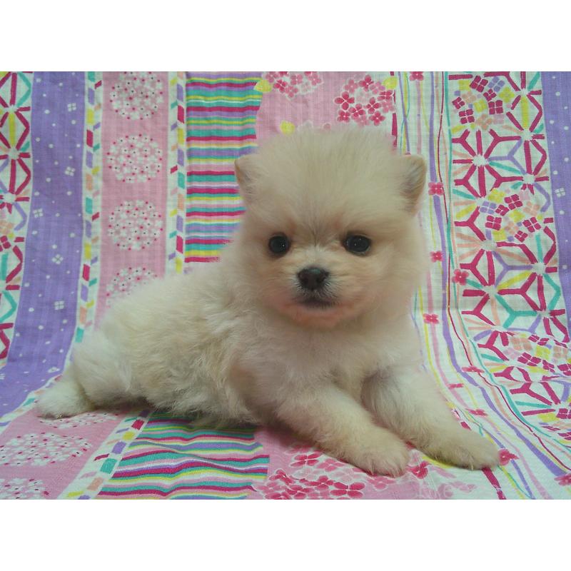 販売中の茨城県のポメラニアン-455672の2枚目