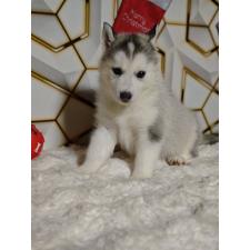 ♀︎シベリアンハスキー