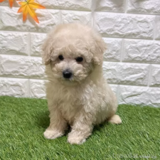 ♀︎トイプードル