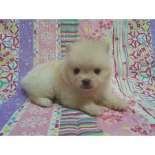 ♀︎ポメラニアン