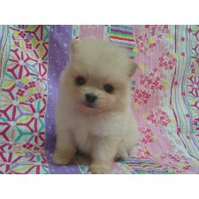 ♀︎ポメラニアン