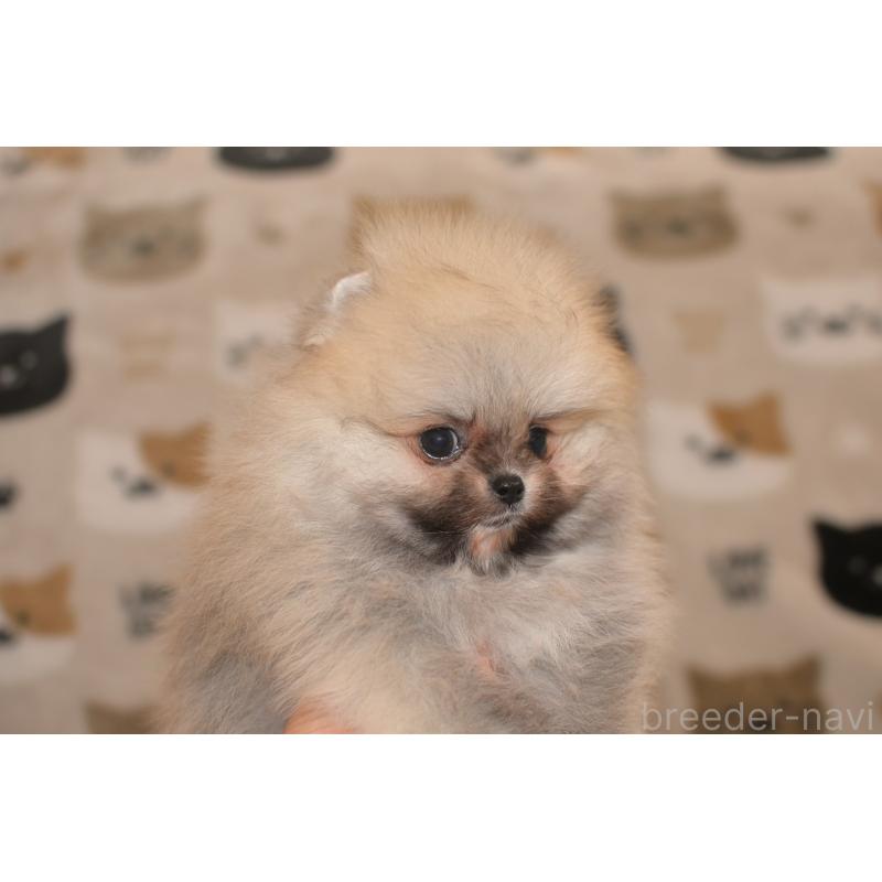販売中の鹿児島県のポメラニアン-454152