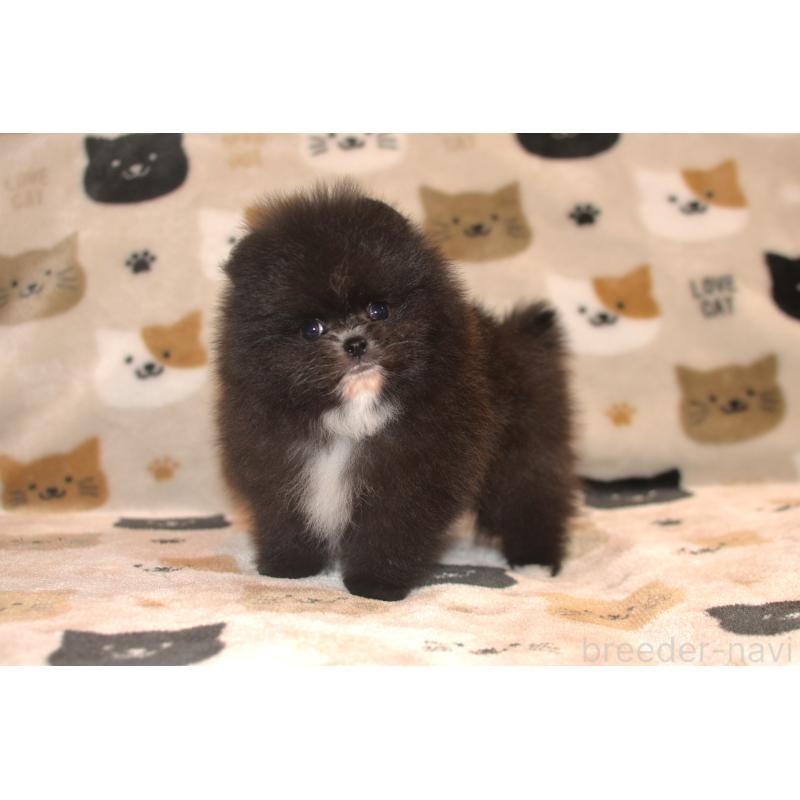 販売中の鹿児島県のポメラニアン-454151