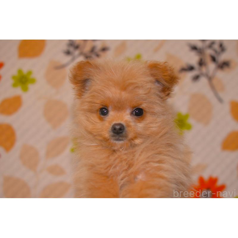 販売中の鹿児島県のポメプー:ポメラニアン×トイプードル-444405の4枚目